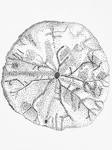 stipple sand dollar